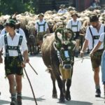 Alpe Platten am Bad Hindelanger Viehscheid